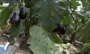 Producții record de vinete! Agricultorii se laudă cu recolte bogate în acest an