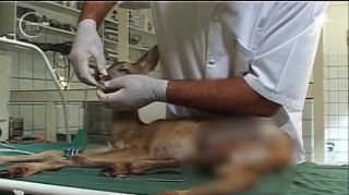 Un pui de căprioară aflat la un pas de moarte, salvat de câţiva turişti inimoşi
