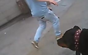 Incredibil! Poliţiştii chemaţi să aplaneze un scandal au fost atacaţi de un câine de luptă, asmuţit de stăpân