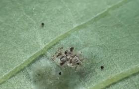 Tigrul platanului a invadat Capitala şi nu există insecticide care să îl combată