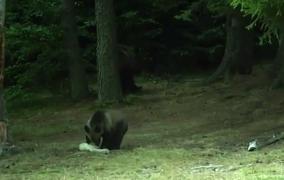 Turiștii aflați la Lacul Sfânta Ana, vizitați din nou de urși