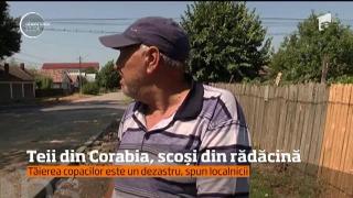 Decizii halucinante în Olt! Teii din Corabia au fost scoşi din rădăcini