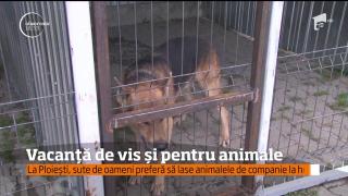 Vacanţă de vis pentru animale! Hotel pentru prietenii necuvântători, la Ploieşti