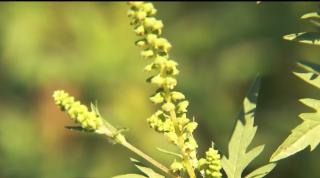 Ambrozia, regina alergiilor. Tot mai mulţi români ajung la doctor din cauza plantei care poate provoca ASTM!