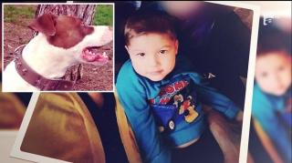 Detalii şocante în cazul copilului sfâşiat de Amstaff-ul unchiului de 17 ani. Adolescentul e de negăsit
