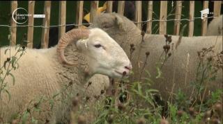 Un parc de lângă Palatul Buckingham din Londra a fost ocupat de zeci de oi