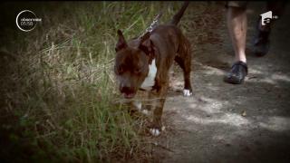 Un copil de patru ani şi jumătate a fost SFÂŞIAT de câinele familiei, în Maramureş! Cel care avea grijă de animal, unchiul micuţului, e de negăsit!