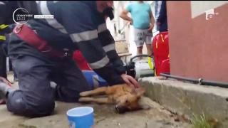 Serviciu de urgenţă pentru animale! Funcţionează deja la nivelul judeţului Cluj, iar acesta e doar începutul!