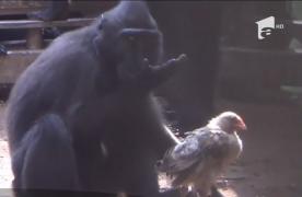 Instinctul matern nu cunoaşte limite! O maimuţă a adoptat un pui de găină (VIDEO)