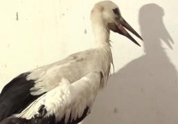 Un pui de barză salvat de o familie din Galaţi a primit un adăpost confortabil, la zoo