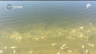 Imagini ŞOCANTE şi îngrijorătoare pe Lacul Morii din Capitală! Mii de peşti MORŢI, descoperiţi de localnici!