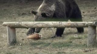 Lacul Sfânta Ana se umple de turişti care vin să vadă urşii! Şi se apropie, chiar şi cu copii, la câţiva centimetri de animalele sălbatice