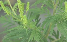 Ambrozia, plantă care provoacă alergii, ustură și la buzunar: cei care nu-şi curăţă terenul vor plăti amenzi!