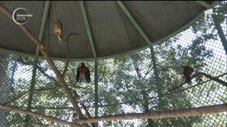 Patru pui de șoim, eliberați în sălbăticie, după două luni de captivitate!