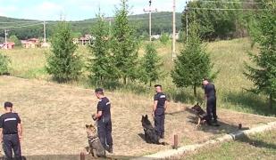 Exerciţiu spectaculos, alături de câinii de intervenţie ai Jandarmeriei din Târgu Mureş!