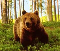 Atac groaznic la o stână! Un cioban din Comarnic a ajuns la spital muşcat de mâini şi picioare de un urs (VIDEO)