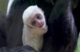 Un pui de maimuță, vedeta Grădinii Zoologice din Bronx