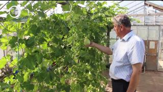 Cei mai mulţi dintre noi aşteptăm cu nerăbdare vara, când vedetele din pieţe sunt delicioşii pepeni