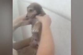 Un căţeluş ADORABIL a fost salvat dintr-un tomberon, în Buftea. A fost legat într-o pungă, și aruncat