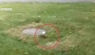 În ciuda deratizărilor, Capitala nu scapă de șobolani