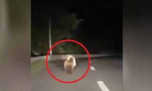 Un șofer din Sibiu s-a filmat în timp ce a fugărit cu mașina un urs