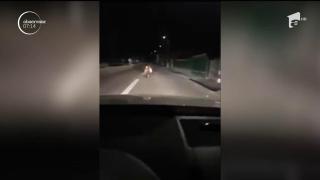 Imagini revoltătoare! Un urs este fugărit cu maşina de un şofer pe un drum din Sibiu (VIDEO)