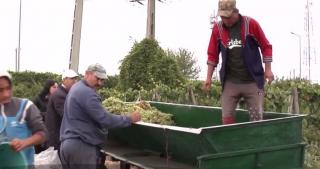 Nu se mai găsesc muncitori cu ziua! Decât să facă bani frumoşi la culesul de vie, mulţi oameni se mulţumesc cu ajutorul social