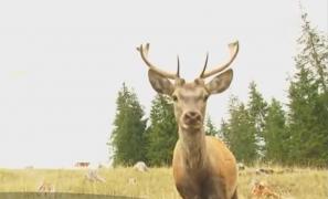 Prietenul cerbilor: un sucevean crește cerbi în vârf de munte, din dragoste pentru animale