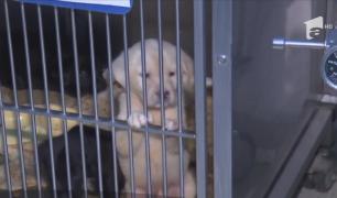 Cazurile de cruzime contra animalelor sunt în creștere, dar legea care ar majora pedepsele zace în Parlament