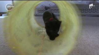 Pisici maidaneze, însoțitoare de bord pentru pasagerii din Japonia!