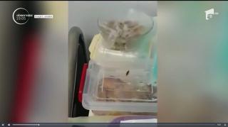 Situaţie revoltătoare la Spitalul Judeţean Constanţa. Pacienţii dorm cu prosoape pe gură de teama gândacilor