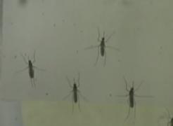 Donatorii de sânge sunt supuşi unor teste suplimentare. Ei sunt testaţi pentru depistarea unei posibile infecţii cu virusul West Nile