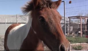 Povestea emoţionantă a unui ponei. A fost la un pas să fie euthanasiat