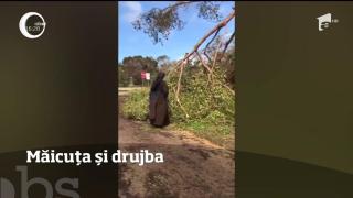 Imagini VIRALE! O măicuţă a pus mâna pe o drujbă ca să ajute autorităţile în urma dezastrului provocat de uraganul Irma (VIDEO)