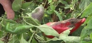 Murăturile şi zacusca, conserve de lux în acest an. Ploile acide şi seceta au distrus recolta de legume