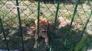 Scene scandaloase în Galați: câțiva turiști aruncă pietre într-o leoaică de la zoo și se amuză