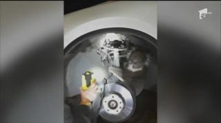 Un ursuleț koala a călătorit 13 kilometri agăţat de roata unei maşini