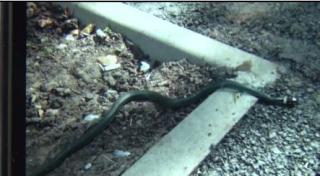 Panică într-un bloc din Suceava, unde au intervenit pompierii, pentru a prinde un... şarpe