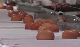 Clienta unui hipermarket s-a plâns că a cumpărat ouă expirate, dar vopsite. Producătorul spune că aşa ceva e imposibil