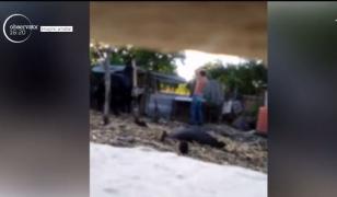 Un bărbat din judeţul Bacău s-a ales cu dosar penal, pentru că îşi bătea calul zilnic!