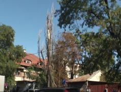 REVOLTĂTOR Copacul care a ucis un om în timpul furtunii din Bucureşti trebuia tăiat de acum un an