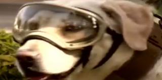 Frida, cățelușa-eroină a Mexicului, unul dintre cei mai eficienţi salvatori, după cutremurul de acum două zile