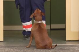 O căţeluşă şi-a aşteptat OPT ORE stăpânul la uşile unui spital din Iaşi, impresionându-i chiar şi pe medici