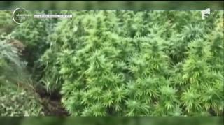 Comisar de mediu, prins cu droguri în casă: avea o adevărată fermă de canabis