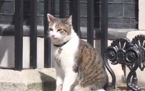 Duelul motanilor din Guvernul britanic şi-a aflat câştigătorul