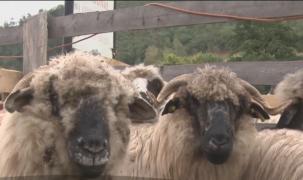 Ministrul Agriculturii, Petre Daea, a mers la oi