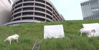 În Japonia, caprele sunt noile mașinării de tuns iarbă