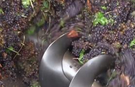 O întreagă familie a fost la un pas de moarte, asfixiată în beci din cauza vinului abia făcut care fermenta