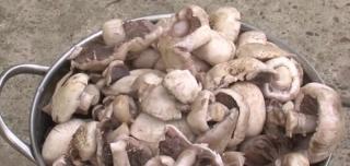 Un bărbat a MURIT la Iaşi, după ce s-a intoxicat cu ciuperci culese din pădure