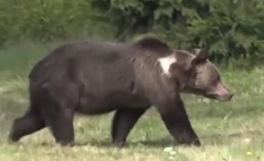 Un urs TERORIZEAZĂ câteva sate din judeţul Sibiu, iar oamenii se tem să mai iasă din casă